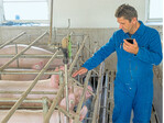 Die Zuchtsauen in den Erzeugerringen sind in den vergangenen Jahren immer leistungsfähiger geworden. Dennoch fallen die Erlöse häufig nicht kostendeckend aus.