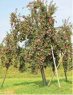 Typisch für eine reiche Streuobsternte: Mit Holzstützen wollen die Besitzer ihre vollen Bäume vor Astbruch schützen.