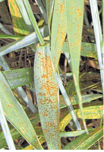 Braunrost hat sich in diesem Jahr im Winterweizen zur wichtigsten Krankheit entwickelt.