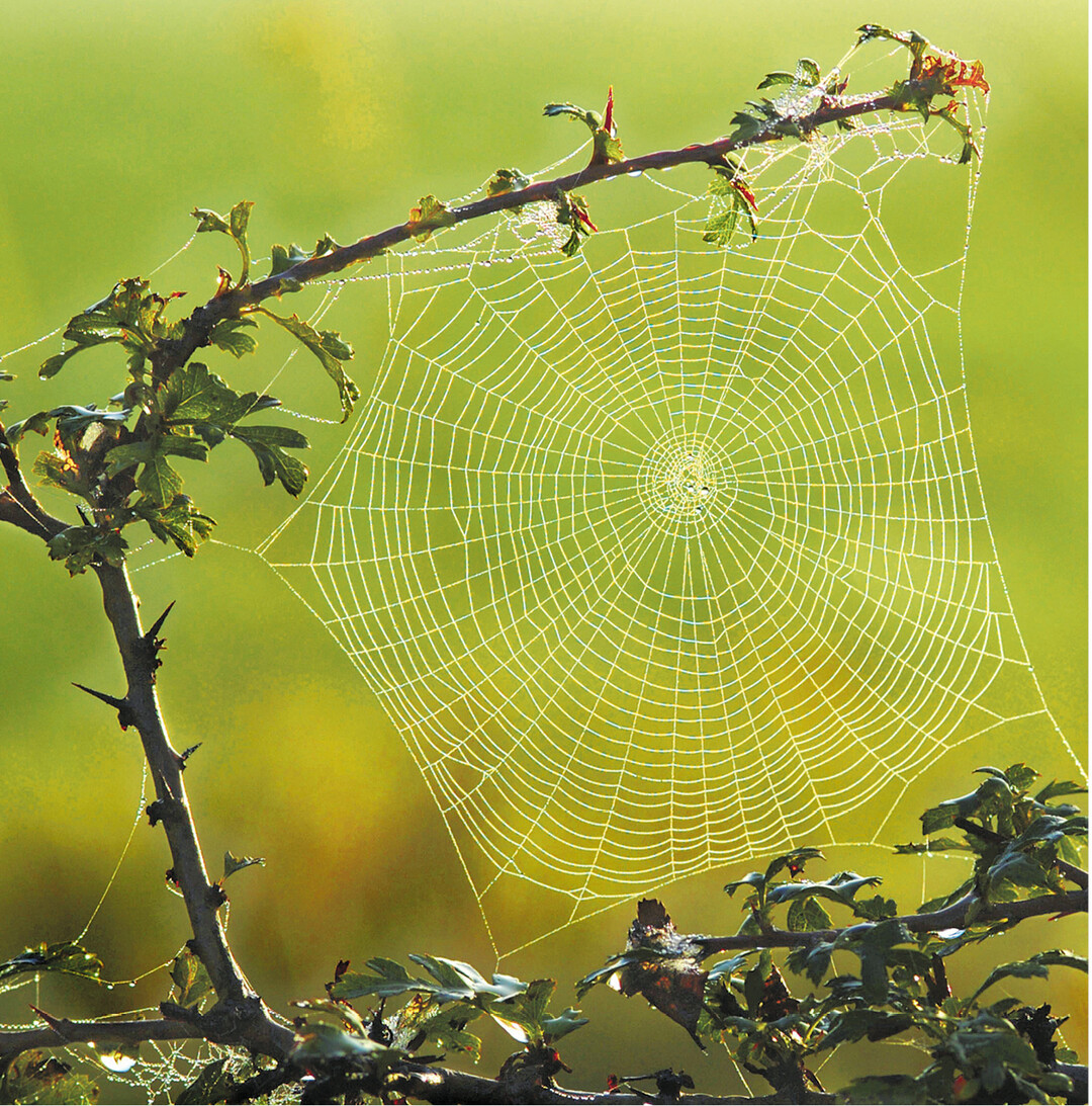 Spinnennetze sind seidig schimmernde, filigrane Kunstwerke der Webspinnen, die im Spätsommer besonders auffallen, wie dieses Radspinnennetz. Die Fäden sind sowohl elastisch als auch reißfest, obwohl sie nur aus Eiweiß- und Zuckerverbindungen bestehen. Die Spinnenseide dient mit Klebstoff ummantelt zum Beutefang. Zum Kokon gewickelt schützt sie den Nachwuchs und die Alttiere. Als langer Faden hilft sie zur Weiterverbreitung per Flug.