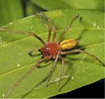 Die Dornfingerspinne webt ihre Nester zwischen Grashalmen und im Gebüsch.
