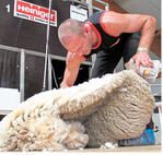 Christian Zill aus Baden-Württemberg belegte bei der Deutschen Schafschurmeisterschaft in der Kategorie Profi International den zweiten Platz.