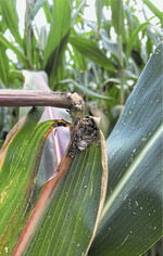 Dieses Jahr zeigen zahlreiche Maisschläge starke Befallssymptome wie das Abknicken der Fahne verursacht durch den Maiszünsler.