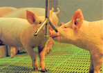 Hygienisch reines Tränkwasser fördert Gesundheit und Wohlbefinden der Schweine. Die Tiere nehmen mehr zu und wachsen besser. Zuchtsauen sind fruchtbarer. Die Zahl der Ferkelverluste sinkt.