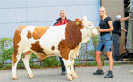 Als Reservesieger beim Fleickvieh ging dieser gut entwickelte Hayabusa-Sohn von Matthias Schupp aus Waldshut-Eschbach hervor. Er stammt aus einer Willetochter.