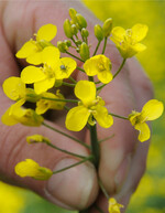 Raps ist knapp und gegenwärtig die teuerste Ölsaat auf der Erde.