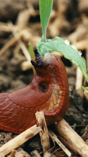 Rote Wegschnecke frisst Raps
