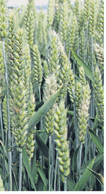 Kriterium für die Sortenwahl ist unter anderem auch die Fusariumresistenz.