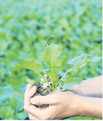 Ab dem 5-Blatt-Stadium können Fungizide zur Wuchsregulierung eingesetzt werden.