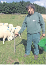 Die Texelschafe von Siegbert Lamparter stehen auf eingezäunten Weiden. Hundertprozentigen Schutz vor Wölfen bieten die Zäune nicht, im besten Fall sind es 60 Prozent der Wolfsattacken, die durch die speziellen Schutzzäune verhindert werden können.