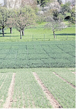 An elf Standorten in Baden-Württemberg wurden die Weizensorten geprüft, in einigen Regionen gab es Probleme mit Pilzkrankheiten oder Viren, die Erträge waren gut.
