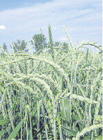 Dinkelanbau entwickelt sich sehr positiv – die Verbraucher schätzen das „alte" Getreide.