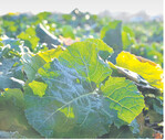 Junge Winterrapspflanzen müssen gut geschützt in den Winter gehen. Fungizide können dazu einen wichtigen Beitrag leisten.