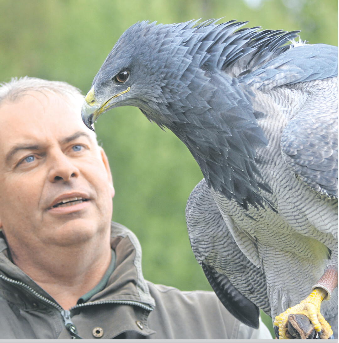 Falkner Jürgen Wiesinger und Blauadler Saphira freuen sich samstags und sonntags ab 14.30 Uhr auf Besuch in der Greifvogelanlage Wüstenrot, Flugschau um 15 Uhr. Auch Kindergeburtstage können dort gefeiert werden.
