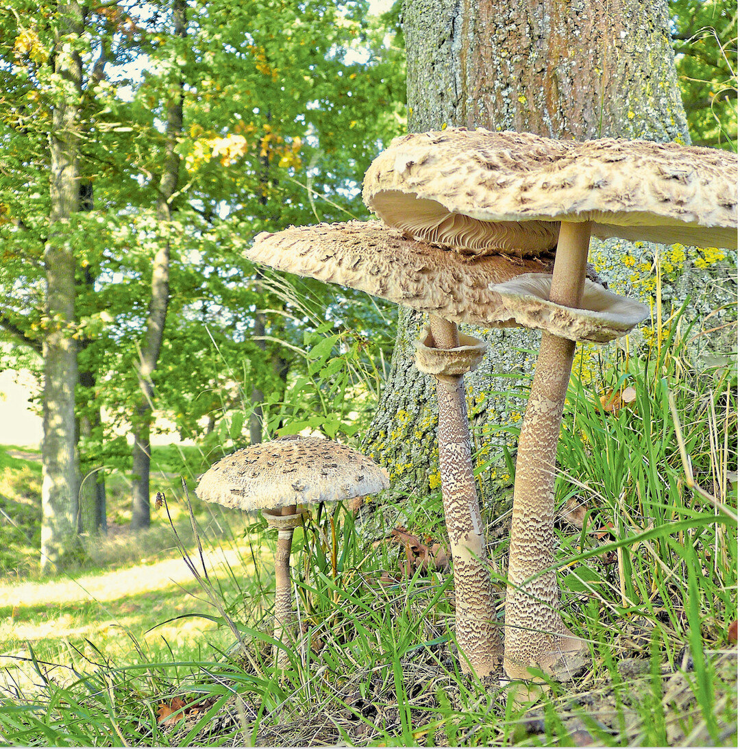 Der Gemeine Riesenschirmling (Parasol) wurde im Rahmen des Europischen Pilztags zum Speisepilz des Jahres 2017 gekrt. Diese ausgewachsenen Parasolpilze mit aufgeschirmtem Hut wurden auf dem Oppidium, einer vor 2000 Jahren angelegten Fliehburg der Kelten, in Creglingen- Burgstall fotografiert.
