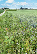 Blühflächen können vielen Tieren lange Nahrung und Lebensraum bereitstellen.
