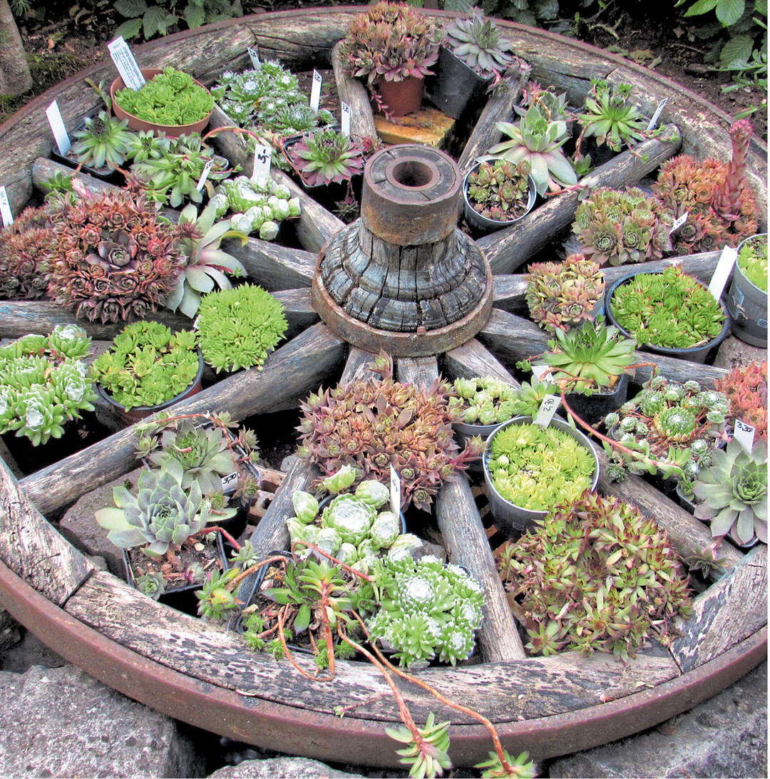 Dieses alte Speichenrad kommt mit Dachwurz dekoriert richtig gut zur Geltung. Sempervivium lautet der botanische Name der Dickblattgewächse, semper steht für immer" und vivus für lebend", was so viel wie immerlebend" bedeutet. Die Feuchtigkeit speichernden Sukkulenten halten Hitze und Kälte, Nässe und Trockenheit aus.