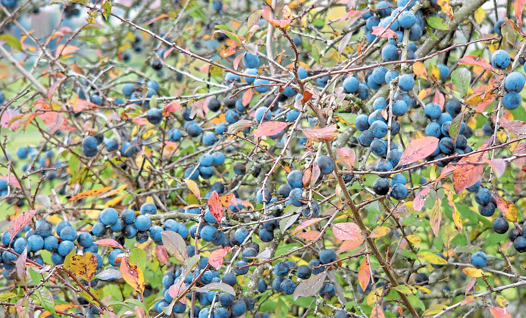 Wenn die Schlehensträucher im Herbst ihre Blätter verlieren, fallen die blauen Früchte ins Auge.