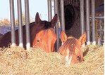 Ist Heu knapp, können Pferde zusätzlich mit hochwertigem Stroh versorgt werden.