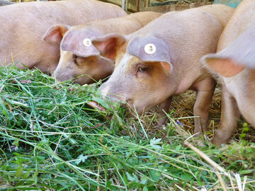 Alblinsenschweine gehren ins Premiumsegment,sind aber wegen ihrer geringen Anzahl
nicht marktrelevant.