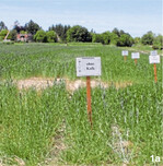 In diesem Dünge-Dauerversuch der Humboldt-Universität zu Berlin zeigt sich die positive Wirkung von Kalk auf das Pflanzenwachstum: ohne Kalk (a), mit Kalk (b).