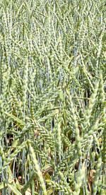 Der Dinkel wurde im vergangenen Herbst unter guten Bedingungen gesät und entwickelte sich gut.