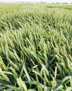 Das Weizenbestand am Versuchsstandort Tailfingen.