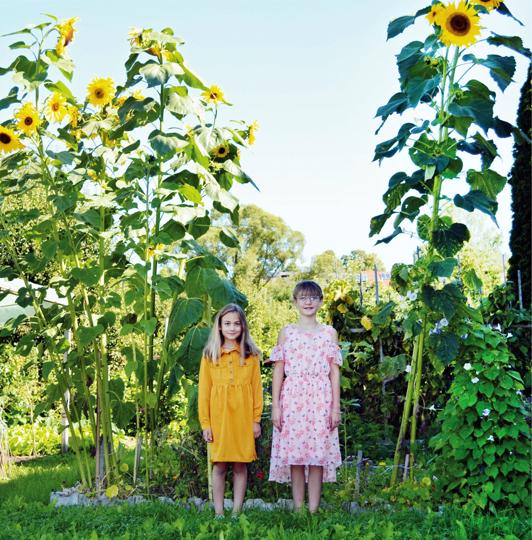 Für viele Kulturen war dieses Jahr das Wetter nicht optimal. Die Sonnenblumen im Garten von Familie Schneider in Bühlertann entwickelten sich hingegen zu wahren Riesen: Die größten sind rund 3,6 Meter hoch und überragen Sina (l.) und Leni um mehr als das Doppelte.