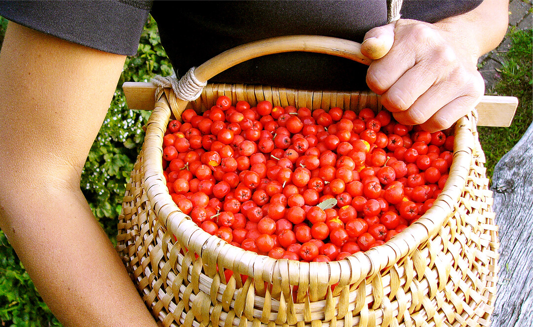 Vogelbeeren sind roh ungenießbar. Gekocht und verarbeitet ergeben sie allerdings spannende Köstlichkeiten.
