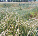 Teillagernder Dinkel auf dem Standort Tailfingen (Schwäbische Alb).
