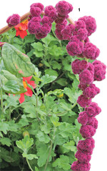 Die dicken, von unzähligen Blüten besetzten Stränge führten zur Bezeichnung Fuchsschwanz.