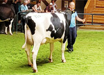 Typ- und euterstark präsentierte sich diese Morice P-Tochter von Thomas Schmehl.
