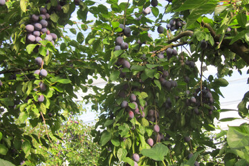 Mit 250 Hektar hat sich die Zwetschge im Bodenseekreis ein ansehnliches Anbausegment erobert.