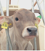 Der größte Bauernhof der Stadt bietet einen Querschnitt durch die baden-württembergische Tierzucht, hier ein Braunviehkalb.