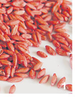 Gut geschützt. Entspelzter Dinkel ist gleichmäßig gebeizt.