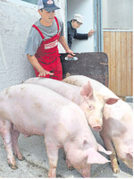 Werden Schweine gewogen, können sie später gewinnbringender vermarktet werden.