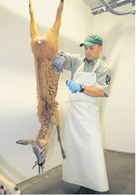 Das Aufbrechen" des erlegten Wildes gehört zum Berufsalltag.