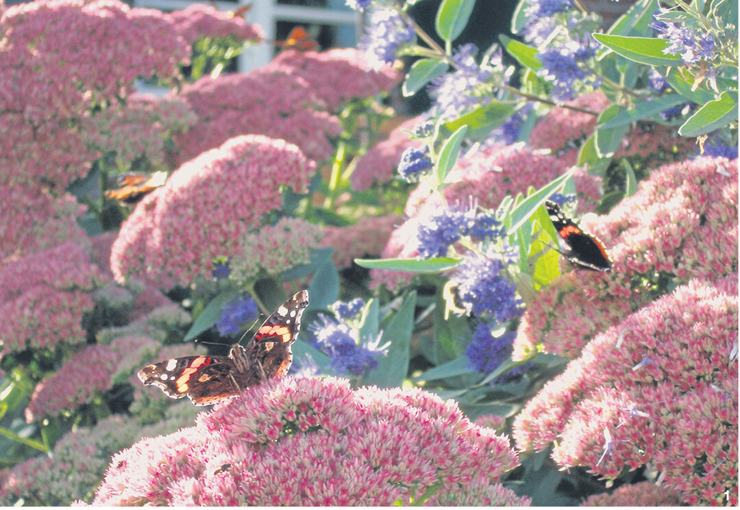 Die Blütenteller der Fetthenne (Sedum) ziehen Schmetterlinge magisch an.