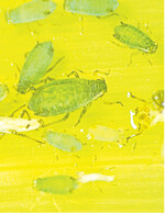 Virusüberträger: Die Maisblattlaus kommt aus dem Mittelmeerbereich zu uns und überträgt Viren vom Mais auf das Getreide.