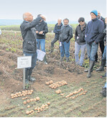 Hans-Jürgen Meßmer, LTZ (l.) erklärte Tastversuche mit biologischen Mitteln zur Krautregulierung, davor ausgebreitet die geernteten Knollen, oben die verkaufsfähigen, darunter die wegen Mängeln aussortierten, pro Versuchsparzelle jeweils rechts die Ausbeute beim geprüften Mittel, links geprüftes Mittel plus Reglone.