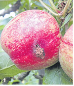 Apfelwickler-Befall mit typischem Kothaufen.