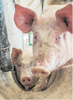 Im Kielwasser höherer Schweineerlöse könnten im Spätherbst die Preise für Schweinefuttermittel ebenfalls steigen.