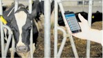 Die Digitalisierung auf Rinder- und Schweinebetrieben schreitet voran. Immer mehr Landwirte nutzen inzwischen den elektronischen Datentransfer aus dem Stall.