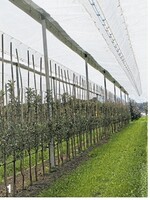 Ein neues, dichteres Anbausystem soll schneller in Ertrag kommen.