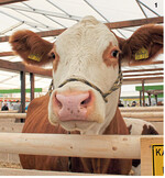 Mit über 70 Tieren nimmt die Rinderzucht den größten Bereich im Großtierzelt ein.