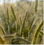 Der Öko-Roggen konnte im Gegensatz zum Weizen die Gewitterniederschläge in Ertrag umsetzen gegenüber dem Ergebnis von 2017 sogar zulegen.