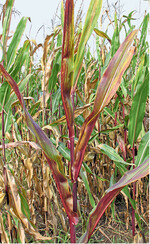 Gelbverzwergungsvirus an Mais.