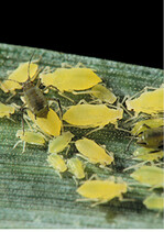 Milde Herbstwitterung fördert den Flug von Blattläusen. Kontrolle ist daher wichtig.