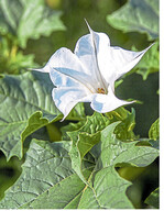 Während der Maisernte sollten Sie in Ihren Beständen auf den Gemeinen Stechapfel achten.