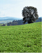 Gute Futtergräser haben recht hohe Ansprüche an den pH-Wert. Hängige Lagen wurden bislang jedoch kaum gekalkt. Bergtraktoren mit Tellerstreuern können die Lücke schließen.